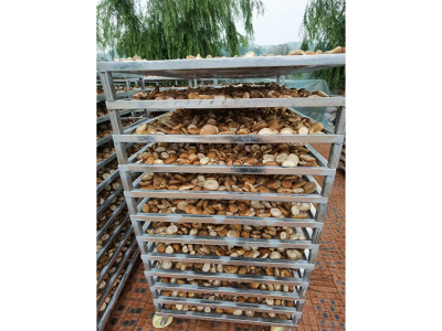 香菇烘干